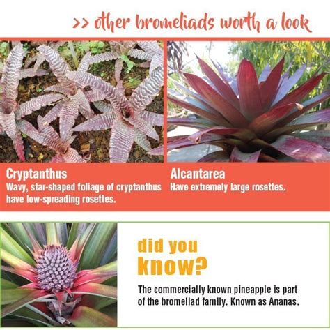 Planting and growing bromeliads – bromeliad types – About The Garden Magazine