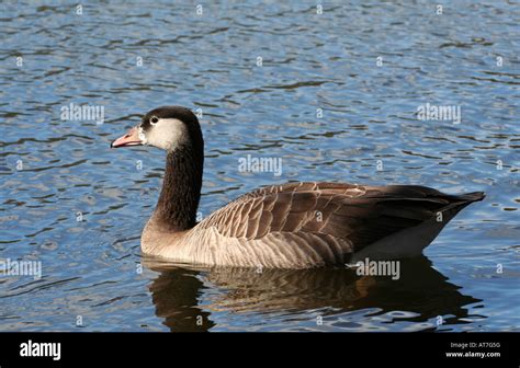 Hybrid Goose - Canada x Greylag Goose Stock Photo - Alamy