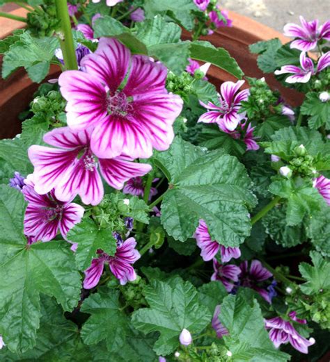 Malva sylvestris, Zebrina Zebra Mallow, Old Fashioned Cottage Garden H ...