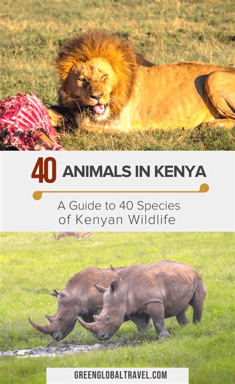 Animals in Kenya: A Guide to 40 Species of Kenyan Wildlife