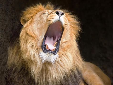 Lion Roaring Wallpaper Widescreen