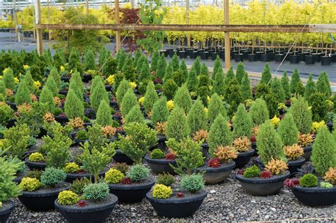 Iseli Nursery preplated container gardens with Conifers | Flickr