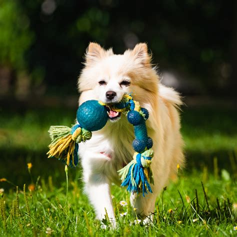 The Best Dog Parks: What Do Dog Lovers Look For? | Park Property Management