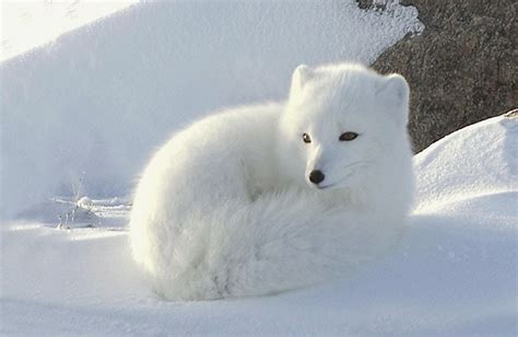 Lindo zorro blanco. | Renard polaire, Renard arctique, Animaux de l ...