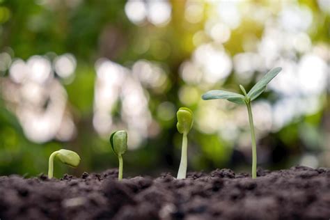 Sapling growing on soil and green nature bokeh background. Plant growth progression concept ...