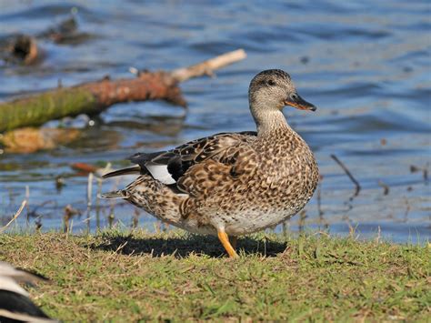 The Online Zoo - Gadwall