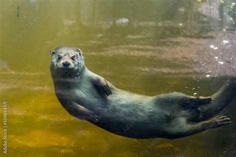 European otter is swimming in a pool Stock Photo | Adobe Stock