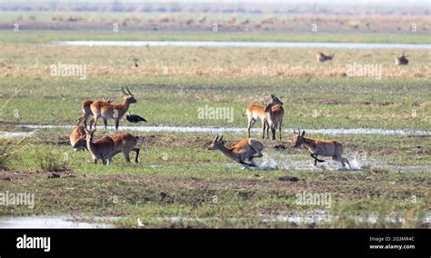 Red lechwe running and playing Stock Photo - Alamy