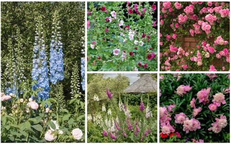 10 Must Have English Garden Plants - Garden Lovers Club