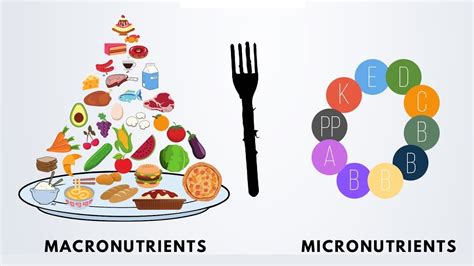 Intro to Nutrition #2: Macronutrients vs Micronutrients - YouTube