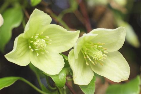 Best Winter-Flowering Clematis | BBC Gardeners World Magazine