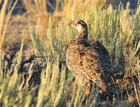 Sage-Grouse Biology | Bi-State Sage-Grouse