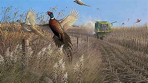 Pheasant Hunting Wallpaper - WallpaperSafari