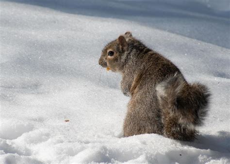 Squirrel Winter Stock Photos, Images and Backgrounds for Free Download