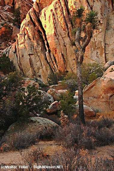 Mojave Desert Plants