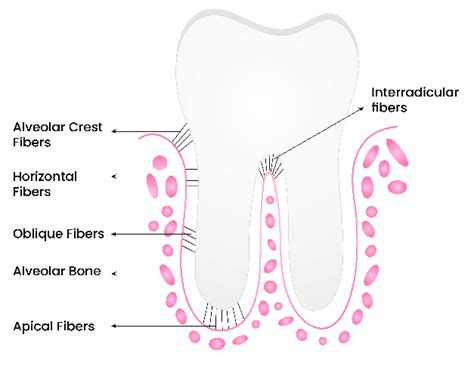 4: Principal fibers of PDL | Download Scientific Diagram