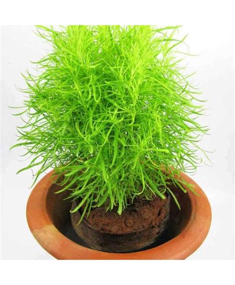 Kochia Scoparia Burning Bush Seeds Online in Patiala