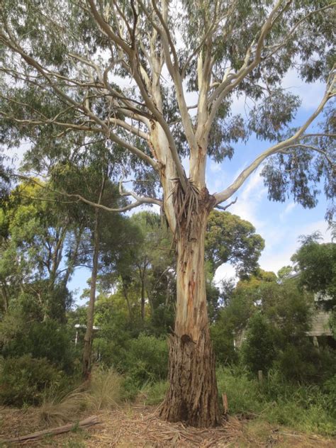 Iconic | Australian trees, Tree, Beautiful tree