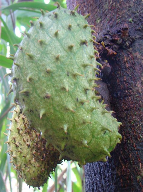 Discover-SriLanka: SRI LANKA - FRUITS [ GRAVIOLA ]