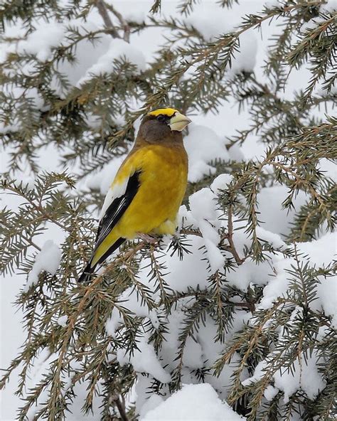 How to identify 20 winter backyard birds at your feeders: Aerial View ...