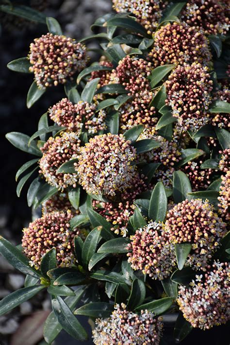 Dwarf Male Japanese Skimmia (Skimmia japonica 'Dwarf Male') in Issaquah ...