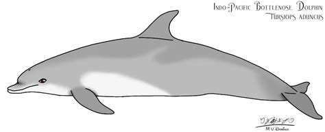 Indo-Pacific Bottlenose Dolphin (2023) by Ognimdo2002 on DeviantArt