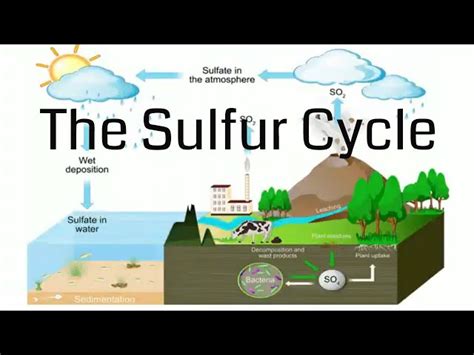 Sulfur Cycle Diagram