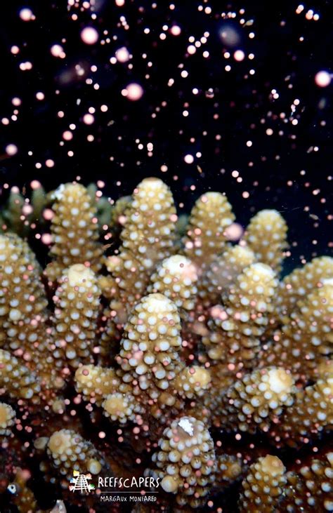 Coral Spawning 2021 November - Marine Savers