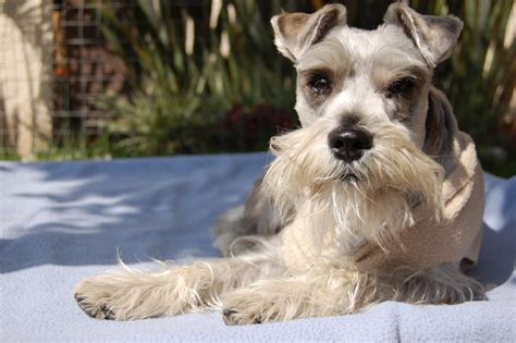 Miniature Schnauzer Health Problems & Issues | Canna-Pet®