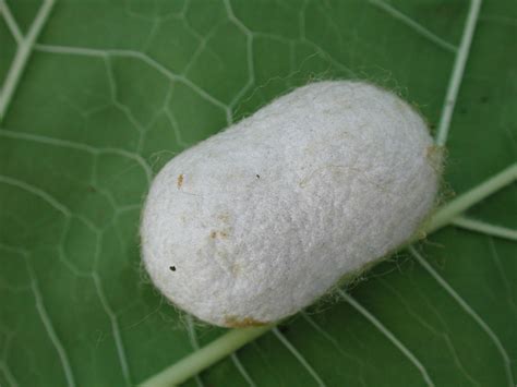 Silkworm,cocoon,insect,silk,nature - free image from needpix.com