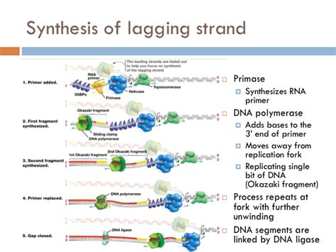 Chapter: DNA Synthesis — The Biology Primer