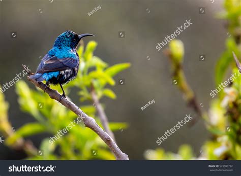 Beautiful Male Purple Sunbird Cute Little Stock Photo 573800722 ...