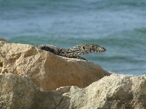 Varanidae>Varanus giganteus Perentie DSCF7164 | Kingdom=Anim… | Flickr