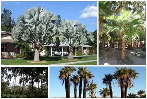 9 Types of Palm Trees in California (Including Native Palm)