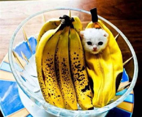 Banana Rama | Cat memes, Funny animal pictures, Banana