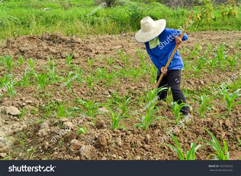 Corn Plant And Farmer Working In Farm Of Thailand Southeast Asia Stock ...