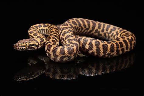 10 Children's Python Morphs (With Pictures) - ReptileHow.com