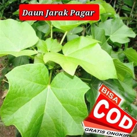 Jual Daun Jarak Pagar Segar Obat Herbal 250 Gram | Shopee Indonesia