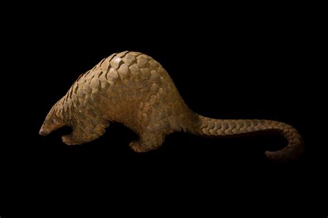 Critically Endangered Sunda Pangolin (Manis javanica) - Joel Sartore