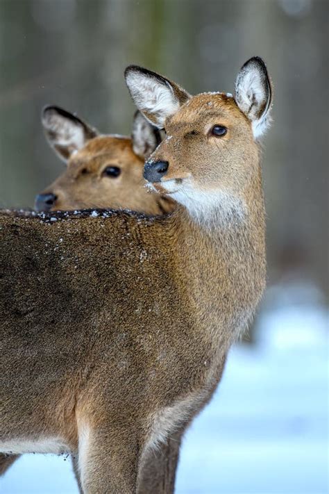 Female Roe Deer Portrait in the Winter Forest. Animal in Natural Habitat Stock Image - Image of ...