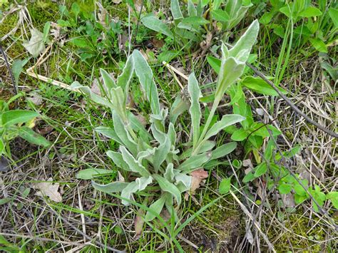 Herbs from Distant Lands: Sideritis scardica - Mursalsky Tea, Ironwort, Greek Moutain Tea