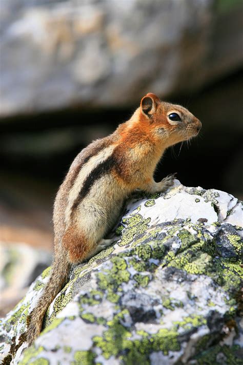 Golden Mantled Ground Squirrel, Rockies, Alberta Canada | American animals, Ground squirrel ...