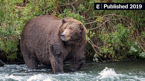 Hibernation Works for Bears. Could It Work for Us, Too? - The New York ...