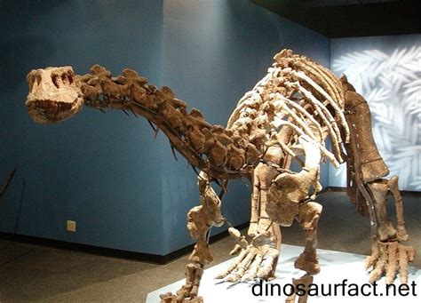 Lessemsaurus Pictures & Facts - The Dinosaur Database