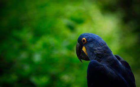 Hyacinth Macaw Full HD Wallpaper and Background Image | 1920x1200 | ID:330414