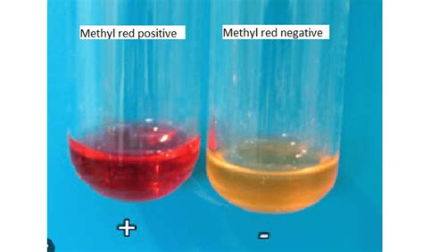 Methyl Red test procedure, principle, and result - LaboratoryIntern