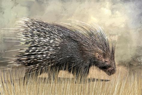 African Crested Porcupine Photograph by Donna Kennedy - Fine Art America