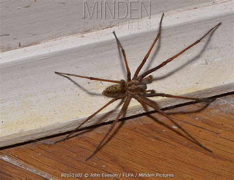 Large House Spider stock photo - Minden Pictures