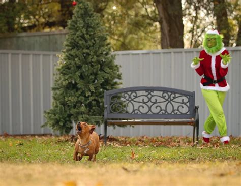 grinch pictures and jokes / funny pictures & best jokes: comics, images, video, humor, gif ...