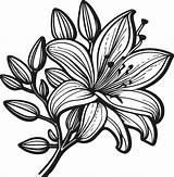 Coloring Page With Lilies And Leaves Vector For coloring Flower  sketch template